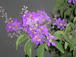 Image result for Lagerstroemia speciosa
