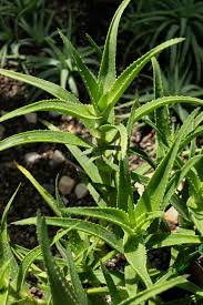 Image result for Asphodelaceae