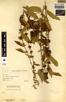 Image result for Triumfetta tomentosa