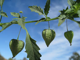 Image result for Physalis angulata