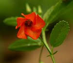 Image result for Hermannia kirkii