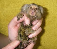 You want monkey finger monkey finger. Finger Monkey Pet Price Pet S Gallery