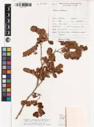 Image result for Cathormion