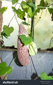 Image result for Aristolochia gigantea
