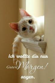 Inspirierende Guten Morgen Bilder Zum Speichern Und Versenden Ausgestopftes Tier Katzenhumor Schonen Katzen