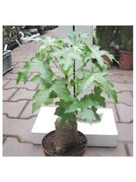 Image result for Cussonia natalensis