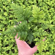 Image result for Polystichum sinense
