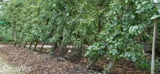 The modern way to grow fruit trees is to train them as vertical cordons. Cordon Fruit Trees How To Get The Best Harvest From A Small Garden