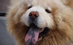 Dog Tongue 10 Must Know Facts About The Dogs Health