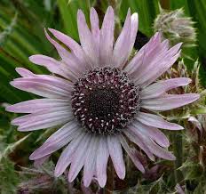 Image result for Berkheya speciosa