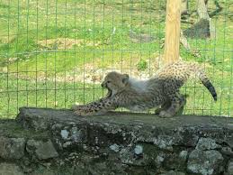 bebe guepard safari de peaugres photo de celine lermet bebes guepards guepard safari