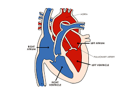 Heart And Circulatory System