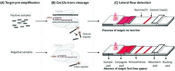 Popular sensitivity carbon monoxide detector alarm of good quality and at affordable prices you can buy on aliexpress. A Rapid And Sensitive Crispr Cas12a Based Lateral Flow Biosensor For The Detection Of Epstein Barr Virus Analyst Rsc Publishing