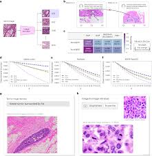 算法-[医学多模态融合] 医学图像+ 文本数据多模态模型发展及预 ...