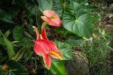Waimea Valley