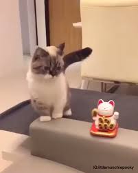 Couple Cat Necklace Video Video In 2020 Kittens Cutest Cute Baby Animals Cute Cats