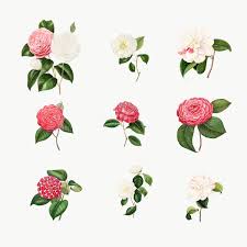 Download Premium Png Of Set Of Vintage Camellia Roses Transparent Png In 2020 Flower Illustration Rose Illustration Vintage Illustration