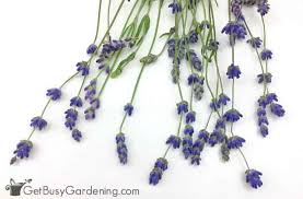 Check spelling or type a new query. How To Dry Lavender From Your Garden Get Busy Gardening