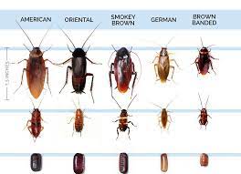 Check spelling or type a new query. Nice How To Get Rid Of Palmetto Bugs Simple Tricks Tips 2018 Palmetto Bugs Roach Infestation Pest Control Roaches
