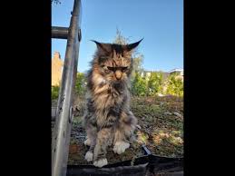 Find local maine coon in cats and kittens in the uk and ireland. Male Maine Coon Cats Kittens Rehome Buy And Sell Preloved