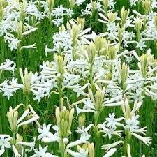 Image result for Polianthes tuberosa
