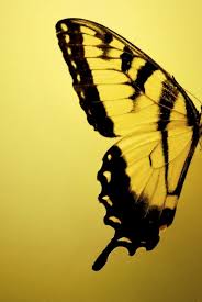 Black And Yellow Things All Things Yellow Black Yellow Butterfly Yellow Aesthetic Butterfly Wings