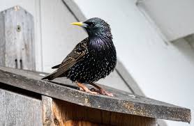 The bmw bank gmbh is a finance service and a company of the bmw group. Starling Bank Flies With 77 5 Million In New Funding Finovate