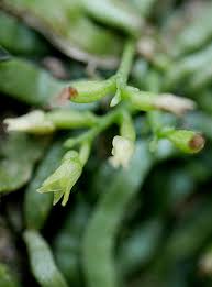 Image result for Taeniophyllum