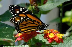 Maybe you would like to learn more about one of these? Butterfly Pictures Butterfly Garden Butterfly Garden Plants