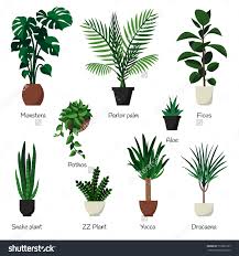 Vector Isolated Set Various Indoor Ornamental Plants With Names Most Common And Popular Houseplants Monst House Plants Ornamental Plants Common House Plants