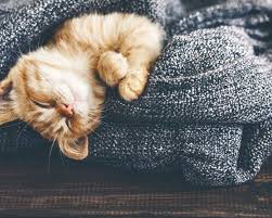 How long can cats have kittens. National Cat Day Everything You Need To Celebrate National Cat Day