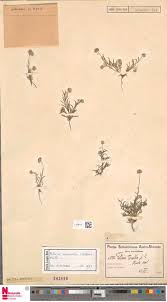 Image result for Felicia grantii