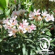 Pin On Poisonous Plants