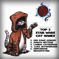 I've heard cats can be finicky. Star Wars Cat Names Nerd Art Star Wars Star Wars Nerd