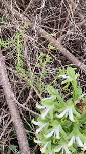 Image result for Bonatea