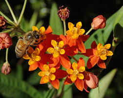 Bloodflower charm is a charm in salt and sanctuary. File Apis Mellifera Western Honey Bee On Asclepias Curassavica Bloodflower 3 49045748743 Jpg Wikimedia Commons