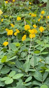 Image result for Arachis