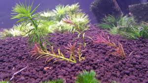 Image result for Rotala mexicana