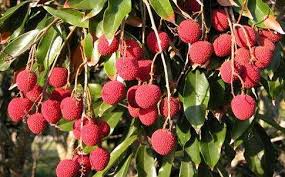 Chinese fruit is broad, there are so many, some with familiar names it's the fruit that comes from a small tree that is bright red. 20 Chinese Fruits That You Should Know Yum Of China