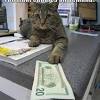#cats 3funnycats #catmemes #caturday #animalmemes. Https Encrypted Tbn0 Gstatic Com Images Q Tbn And9gcr9wjpanrp Wjmj3clubqsogrvrv 3ay28dlrobhg66uuuc4vb5 Usqp Cau