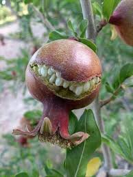 Pomegranate Smile Funny Vegetables Pomegranate Plants