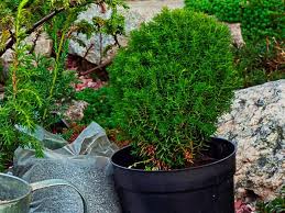8 Pflanzen Die Mucken Fernhalten In 2020 Garten Anpflanzen Pflanzen Gegen Mucken Pflanzen