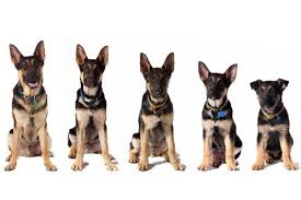 Different Colors Of German Shepherds And What They Mean
