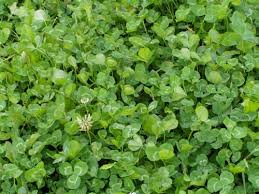 If you don't have red clover growing in some of your food plots, let me explain why you should. Prairie Land Management Habitat Outlet Wildflower Food Plot Seeds Trees Feeders Waterfowl Food Plots Nests