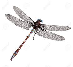 Ein Braun Blau Libelle Mit Blauen Augen Und Flugeln Lizenzfreie Fotos Bilder Und Stock Fotografie Image 5117081