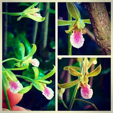 Image result for Eulophia elegans