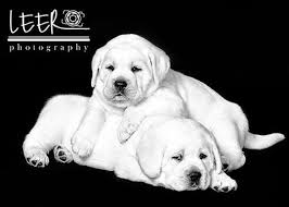 Akc pure english cream labrador retriever (white) puppies for sale. Oxfordwhitelabs Com Home