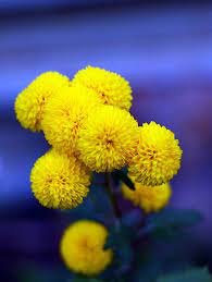 Maybe you would like to learn more about one of these? Yellow Pom Pom Chrysanthemum Blue Yellow Yellow Flowers Yellow Photography
