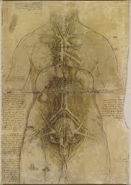 Internal organs, organ system human body anatomy tissue, organs, heart, shape, human anatomy png. Leonardo Da Vinci Vinci 1452 Amboise 1519 The Cardiovascular System And Principal Organs Of A Woman