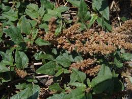 Image result for Amaranthus praetermissus